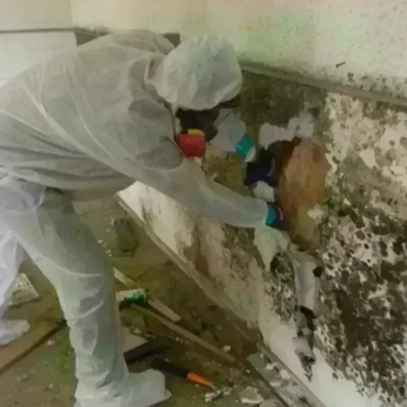 Mold Remediation and Removal in Helena, AL